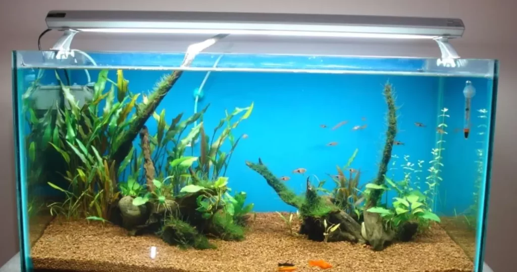 How many fish in a 5 gallon tank safely fit?