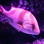 Do Fish Need Complete Darkness To Sleep?