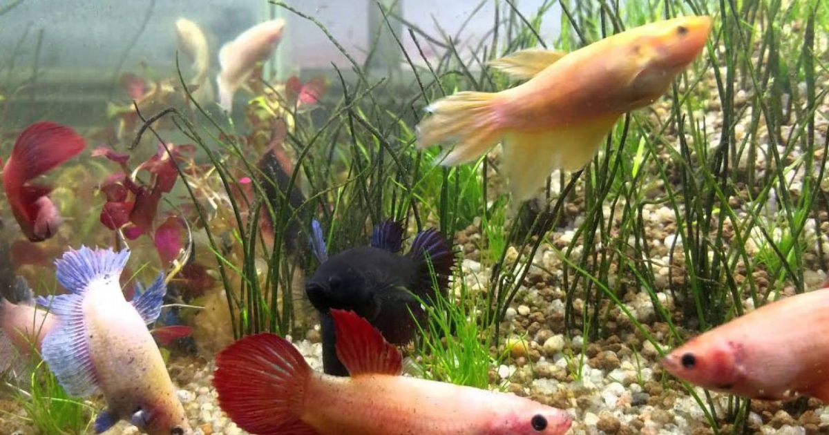 HOW TO SETUP BETTA FISH TANK WITHOUT FILTER?