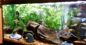 What Are The Dimensions Of A 75 Gallon Fish Tank?