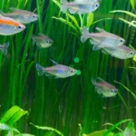 What Fish Can Go In A 1 Gallon Tank?